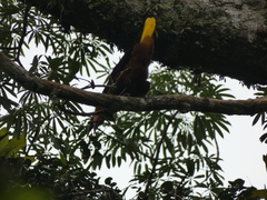 Psarocolius bifasciatus