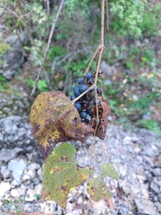 Vitis cinerea