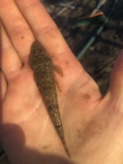 Platycephalus fuscus