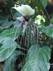 Tacca integrifolia