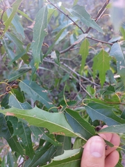 Quercus canbyi