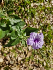 Ruellia ciliatiflora