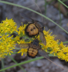 Paradejeania rutilioides