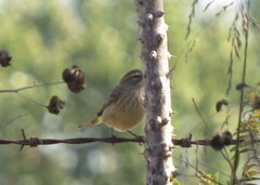 Setophaga palmarum palmarum