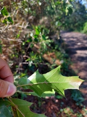 Quercus canbyi