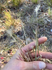 Andropogon ternarius