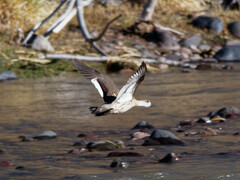 Lophonetta specularioides