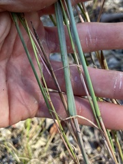 Andropogon ternarius