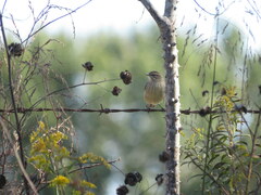 Setophaga palmarum palmarum