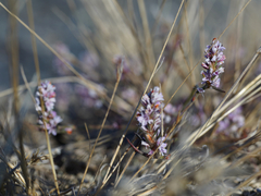 Polygonum spergulariiforme