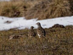 Thinocorus orbignyianus