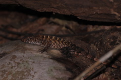 Sceloporus utiformis