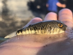 Tetractenos hamiltoni