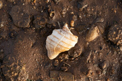 Neptunea decemcostata