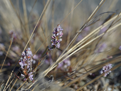 Polygonum spergulariiforme