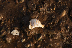 Neptunea decemcostata