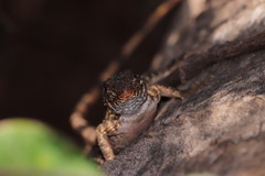 Sceloporus utiformis