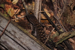 Sceloporus utiformis
