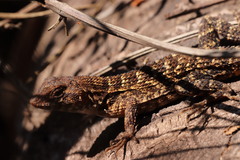 Sceloporus utiformis