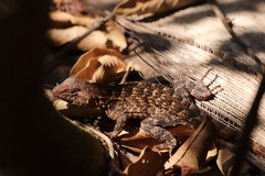 Sceloporus utiformis