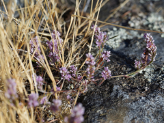 Polygonum spergulariiforme