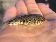 Tetractenos hamiltoni