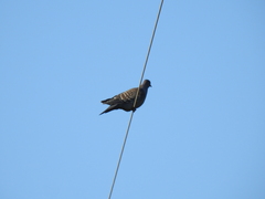 Patagioenas maculosa