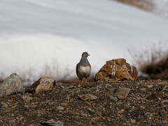 Thinocorus orbignyianus