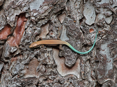 Iberolacerta monticola