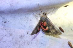 Catocala herodias gerhardi