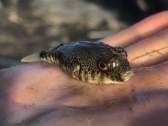 Tetractenos hamiltoni