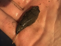 Tetractenos hamiltoni