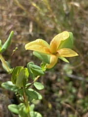 Hypericum crux-andreae