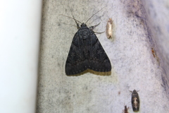 Catocala antinympha