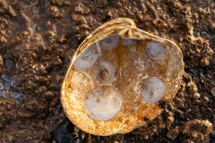 Crepidula plana