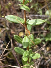 Hypericum crux-andreae