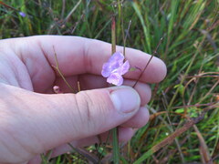 Agalinis oligophylla