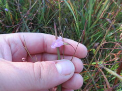 Agalinis oligophylla