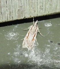 Scoparia indistinctalis