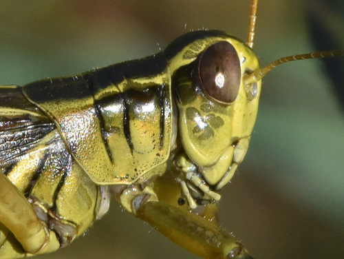 Two-striped Grasshopper, photo 9 of 9