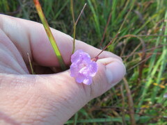 Agalinis oligophylla