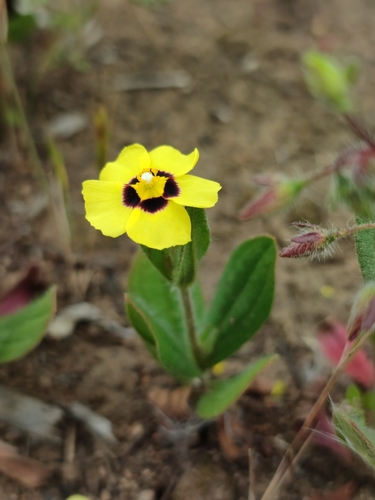 Spotted Rock-rose