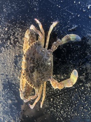 Portunidae