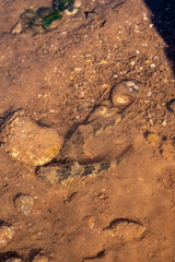 Myoxocephalus