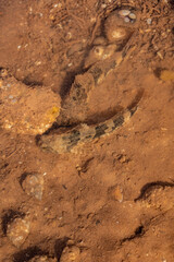 Myoxocephalus