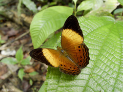 Cirrochroa orissa