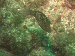 Canthigaster punctatissima
