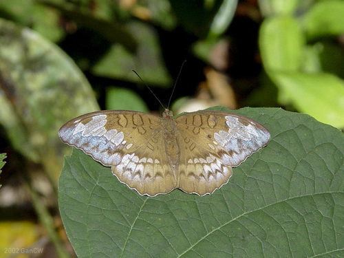 Tanaecia godartii
