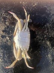 Portunidae