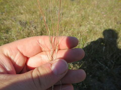 Aristida longespica